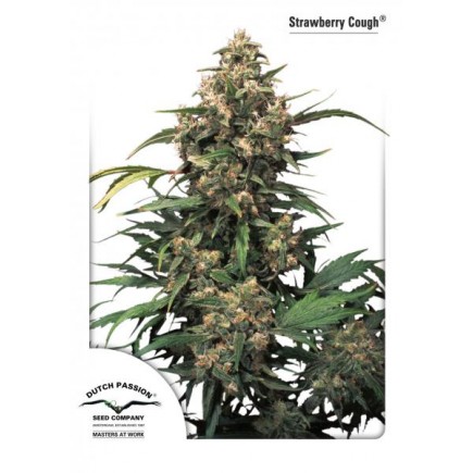Strawberry Cough